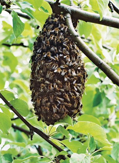Sabine Jelinek, Reine des abeilles
